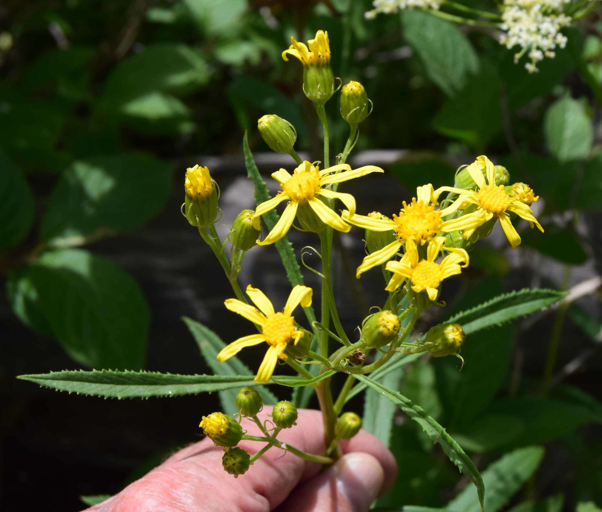 Image of tall ragwort