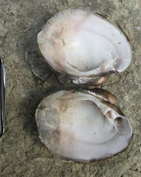 Image of Higgins' Eye Pearly Mussel