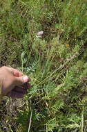 Image of Oxytropis glabra DC.