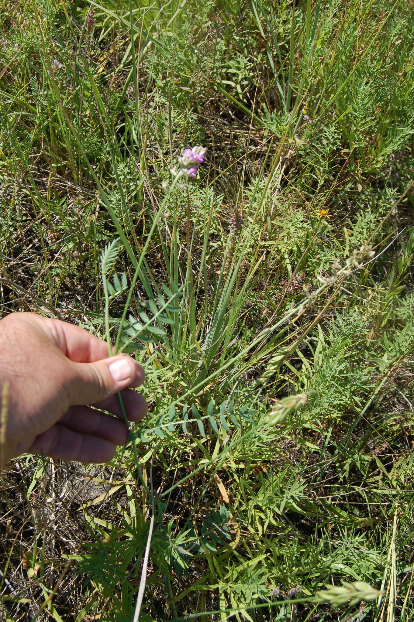 Image of Oxytropis glabra DC.