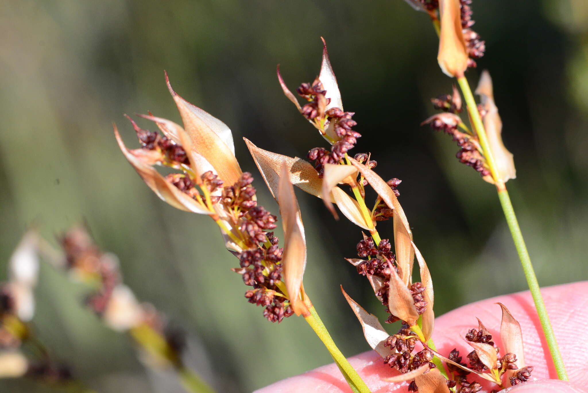 Image of Elegia juncea L.