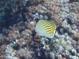 Image of Dot and dash Butterflyfish