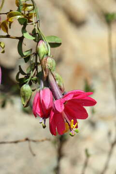 Слика од Passiflora huamachucoensis L. K. Escobar