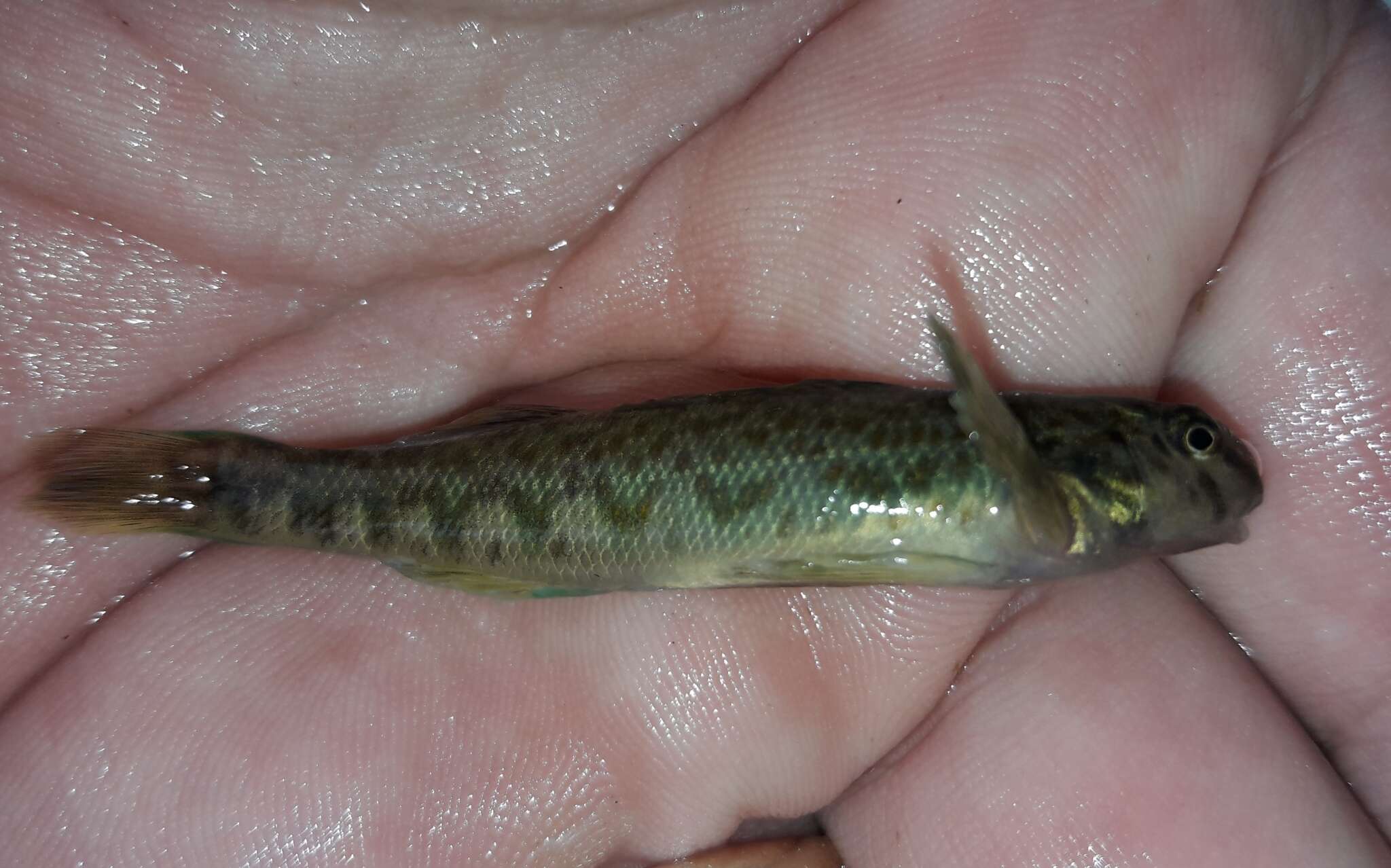 Слика од Etheostoma blennioides Rafinesque 1819