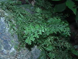 Imagem de Hymenophyllum polyanthos (Sw.) Sw.