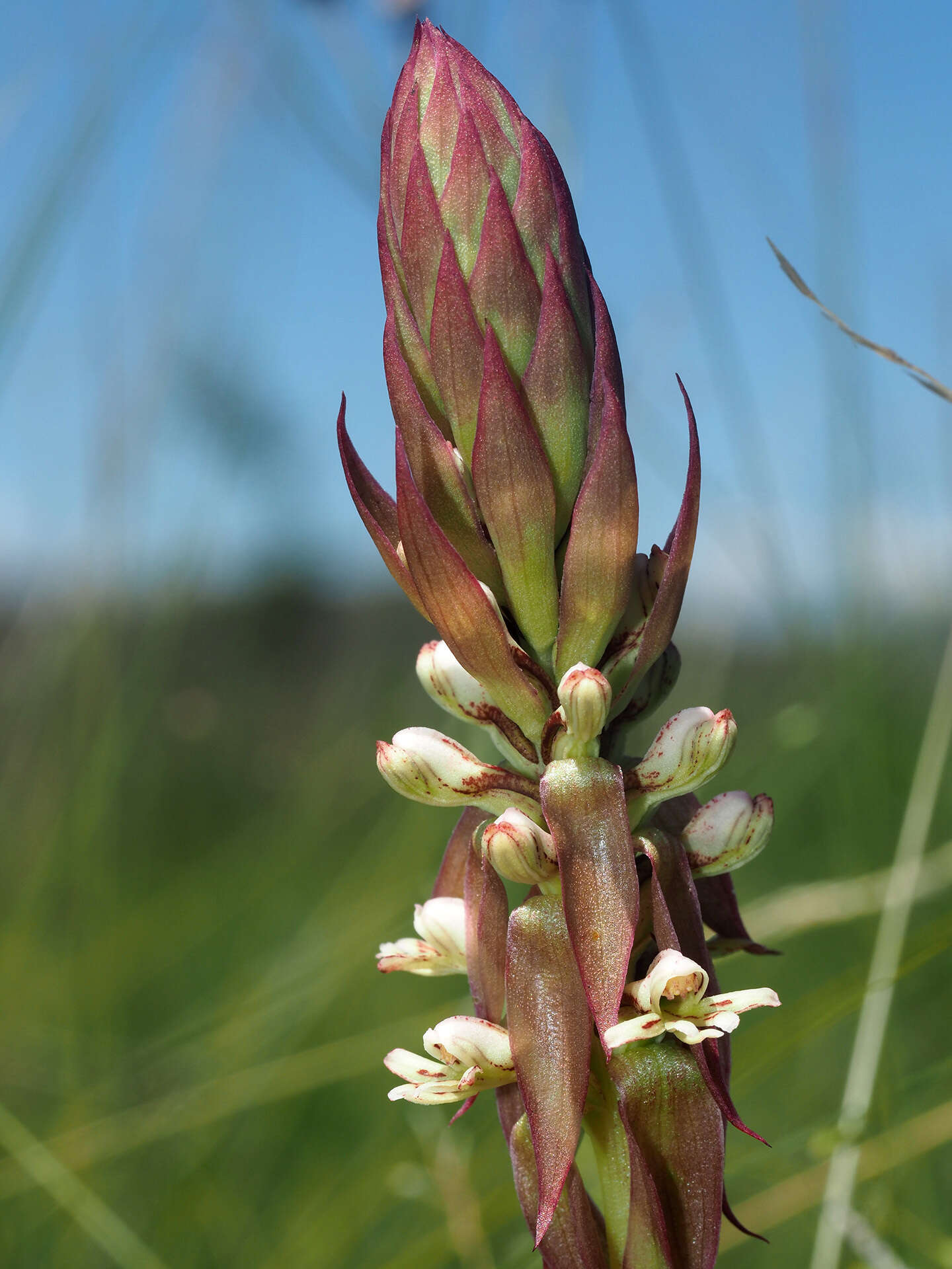 Image of Satyrium cristatum var. cristatum