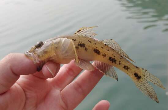 Glossogobius olivaceus (Temminck & Schlegel 1845) resmi