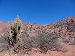 Image of Trichocereus tacaquirensis