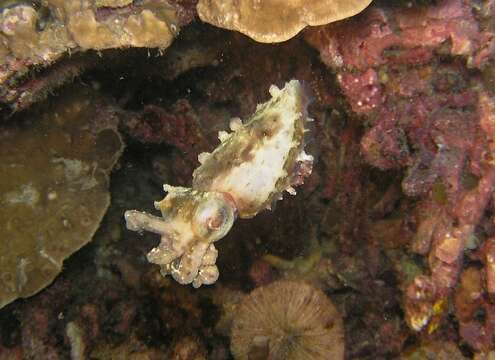 Image of Stumpy Cuttlefish