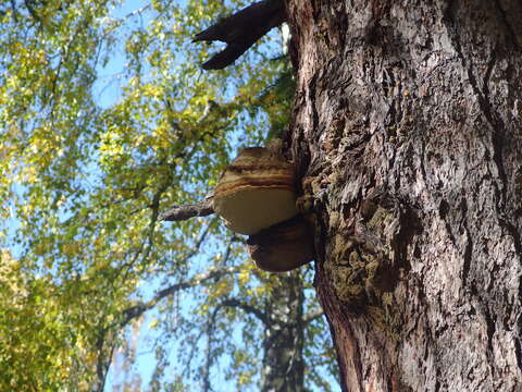 صورة Fomitopsis officinalis (Vill.) Bondartsev & Singer 1941