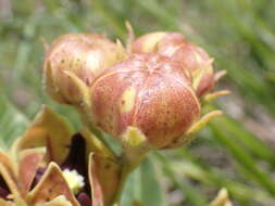 Image of Pachycarpus concolor subsp. transvaalensis (Schltr.) Goyder