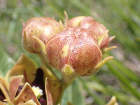 Sivun Pachycarpus concolor subsp. transvaalensis (Schltr.) Goyder kuva