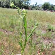 Image of pretty sneezeweed