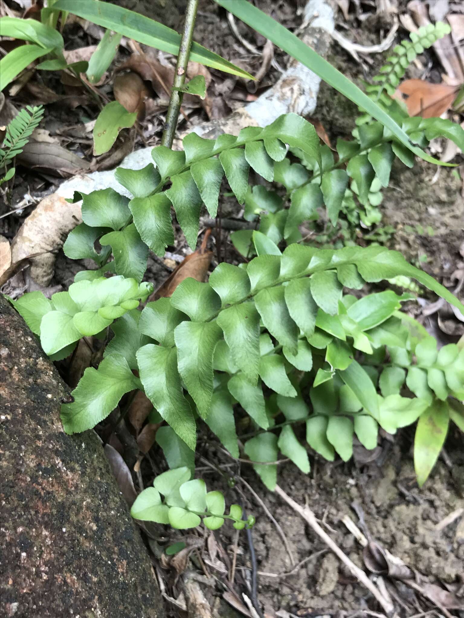 Image of Lindsaea heterophylla Dryand.