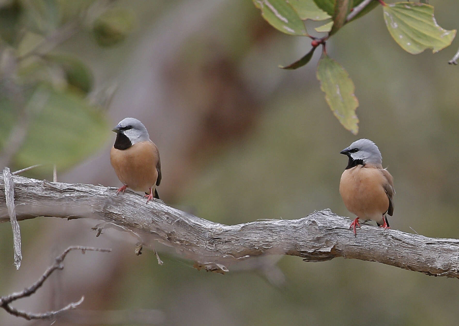 Image of Black-throated Finch