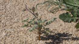 Image of purple desert lupine