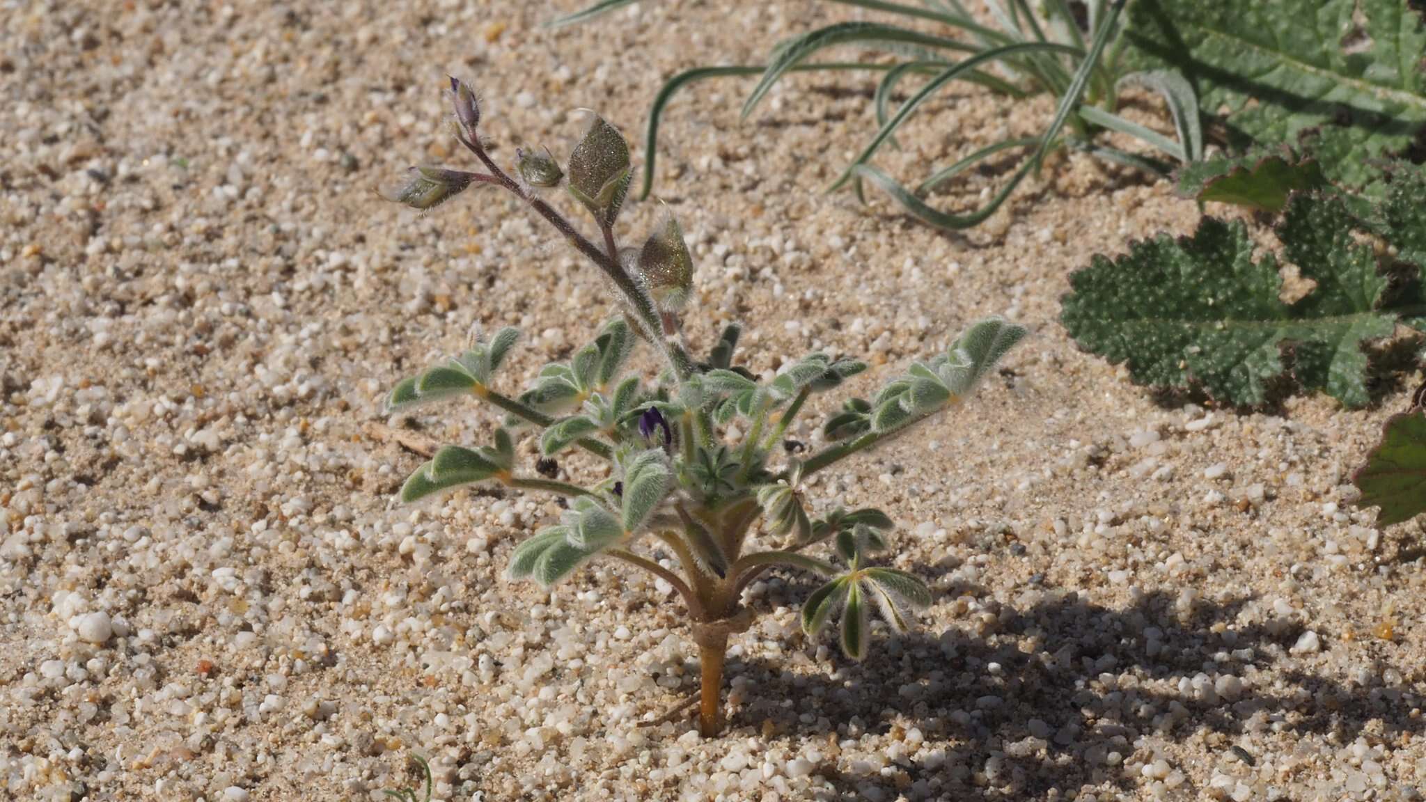 Image of purple desert lupine