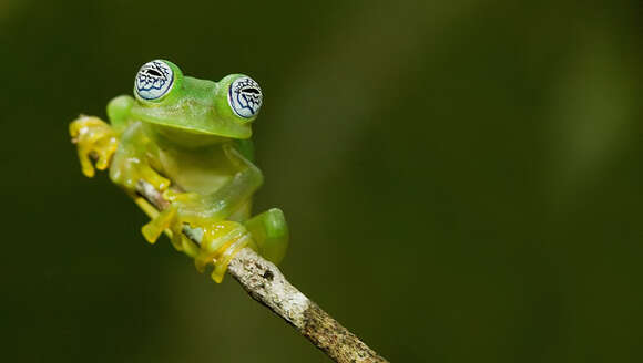 Image of Ghost Glass Frog