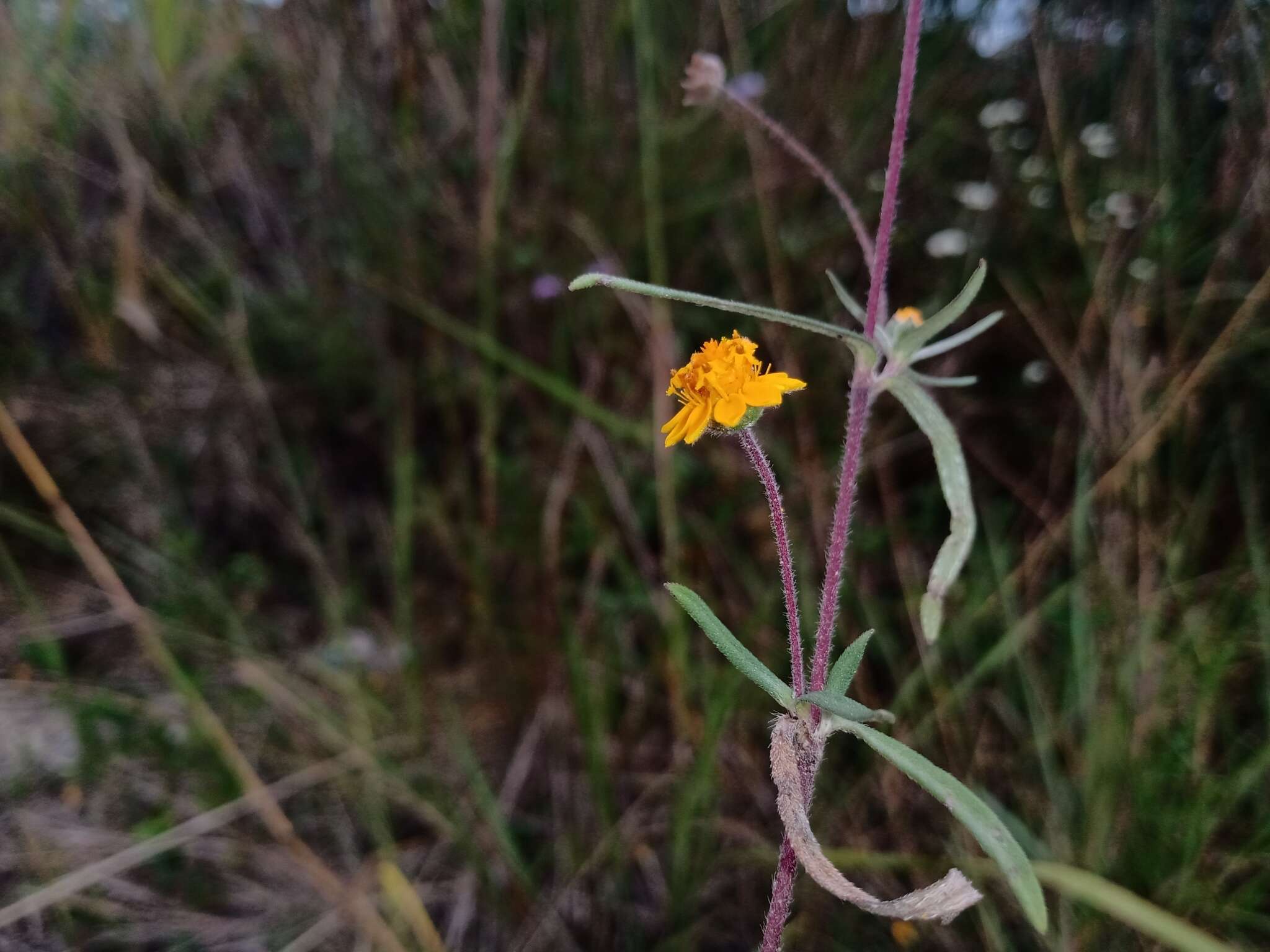 Image of Melampodium americanum L.