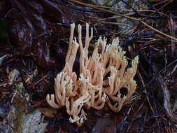 Ramaria conjunctipes (Coker) Corner 1950 resmi