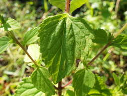 Image of annual candyleaf