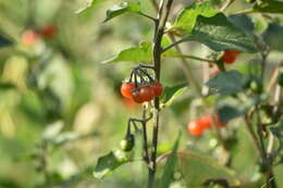 Image of hairy nightshade