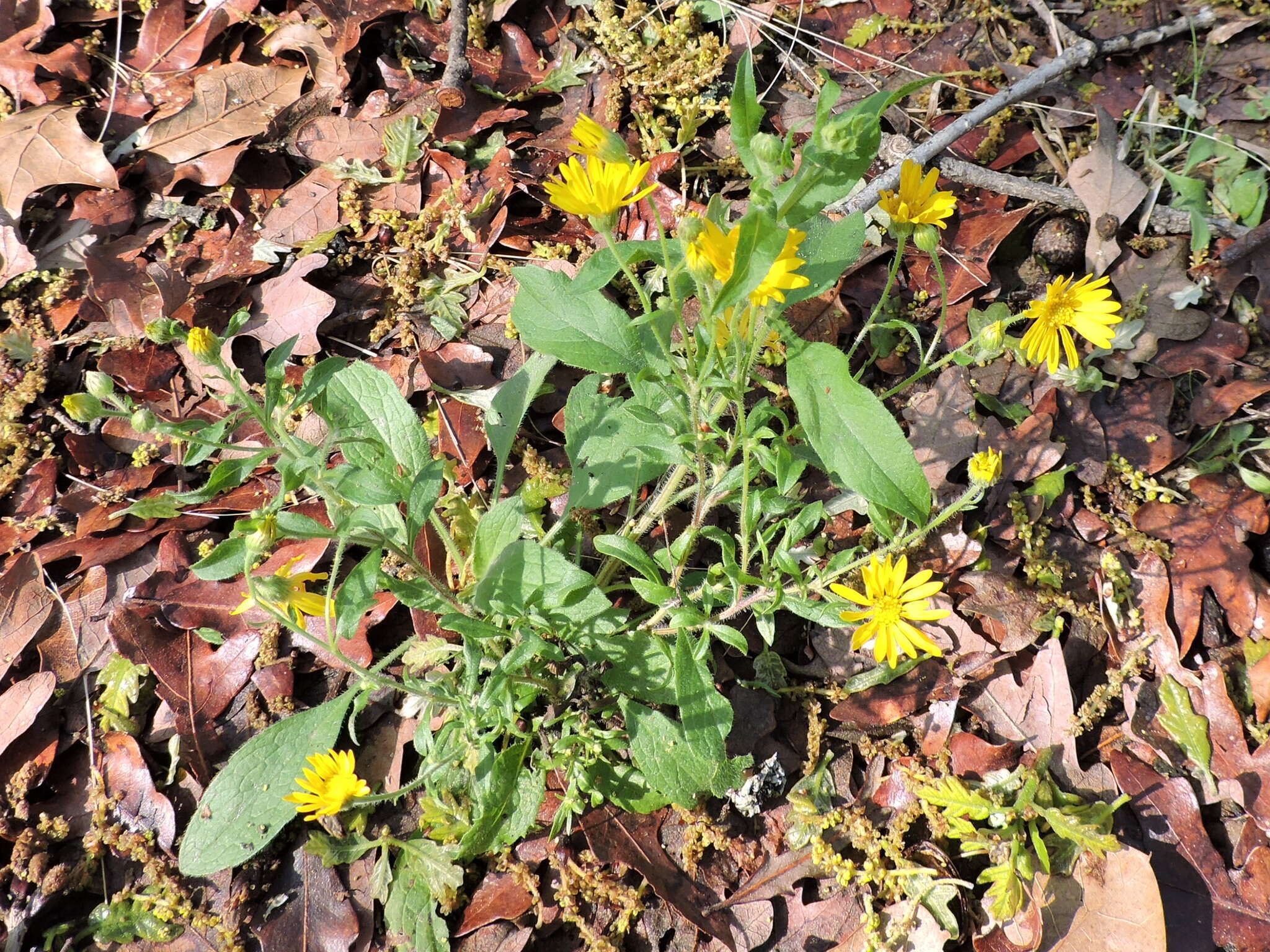 Image of camphorweed