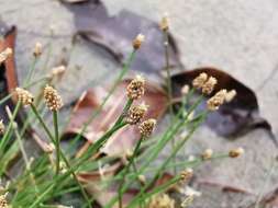 Plancia ëd Eleocharis geniculata (L.) Roem. & Schult.