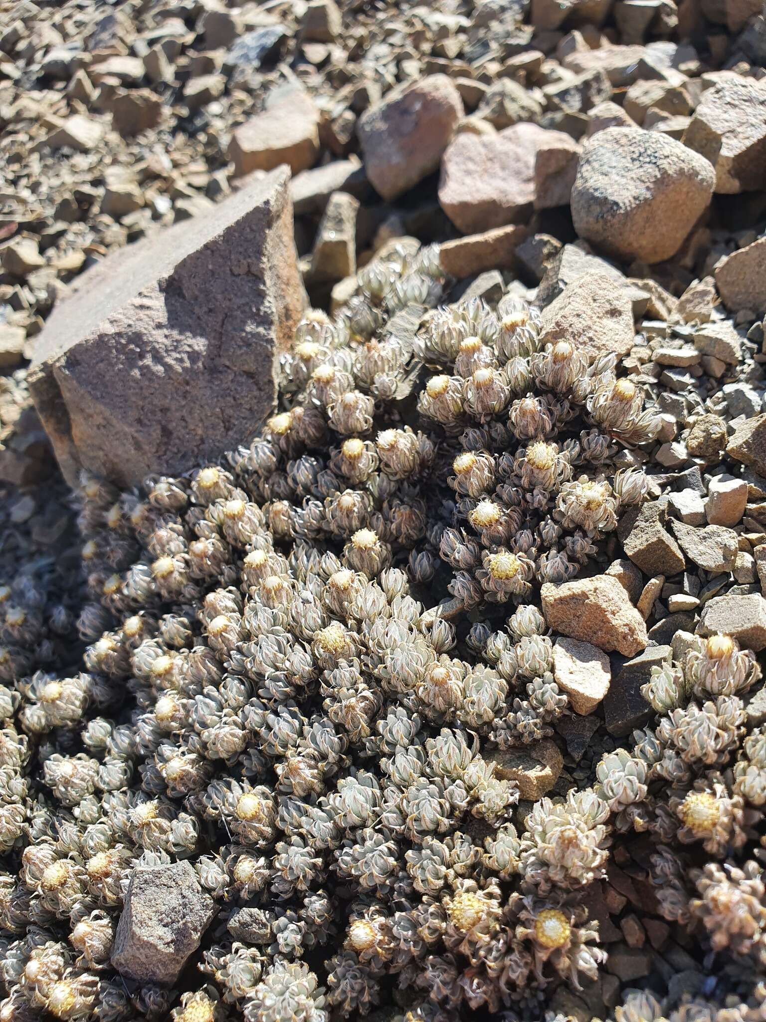 Image of Raoulia cinerea Petrie