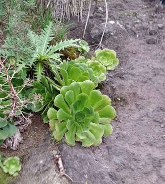 Image of Aeonium canariense subsp. canariense