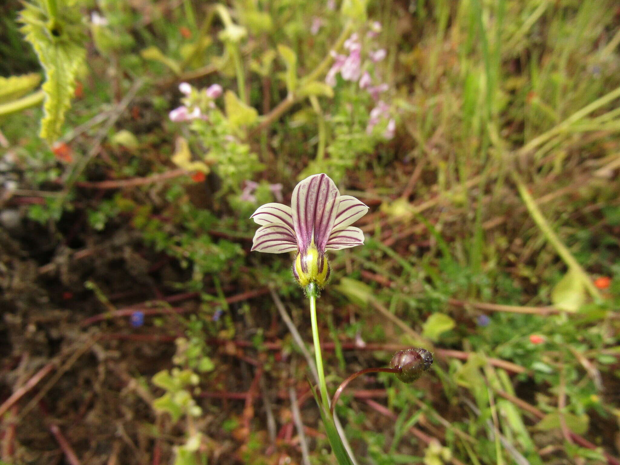 Image of swordleaf blue-eyed grass