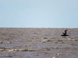 Image of Antarctic Giant-Petrel