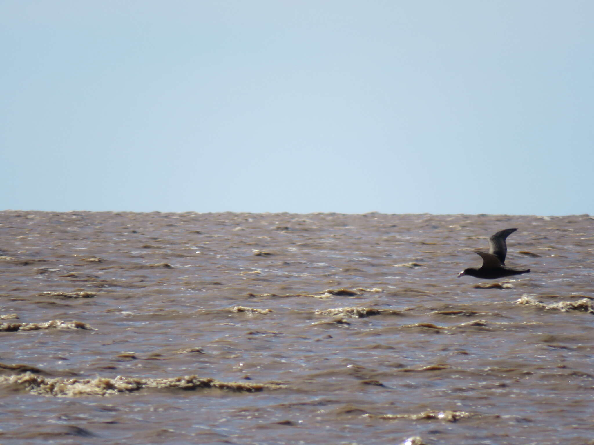 Image of Antarctic Giant-Petrel