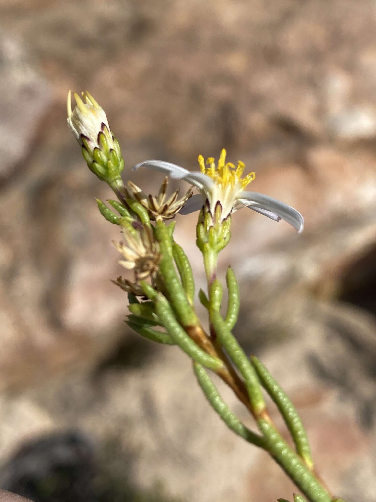 Image of Felicia filifolia subsp. bodkinii (Compton) Grau