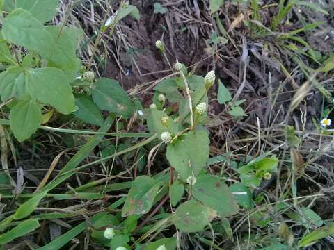 Sivun Acmella radicans (Jacquin) R. K. Jansen kuva