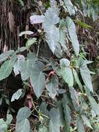 Image of Begonia angularis Raddi