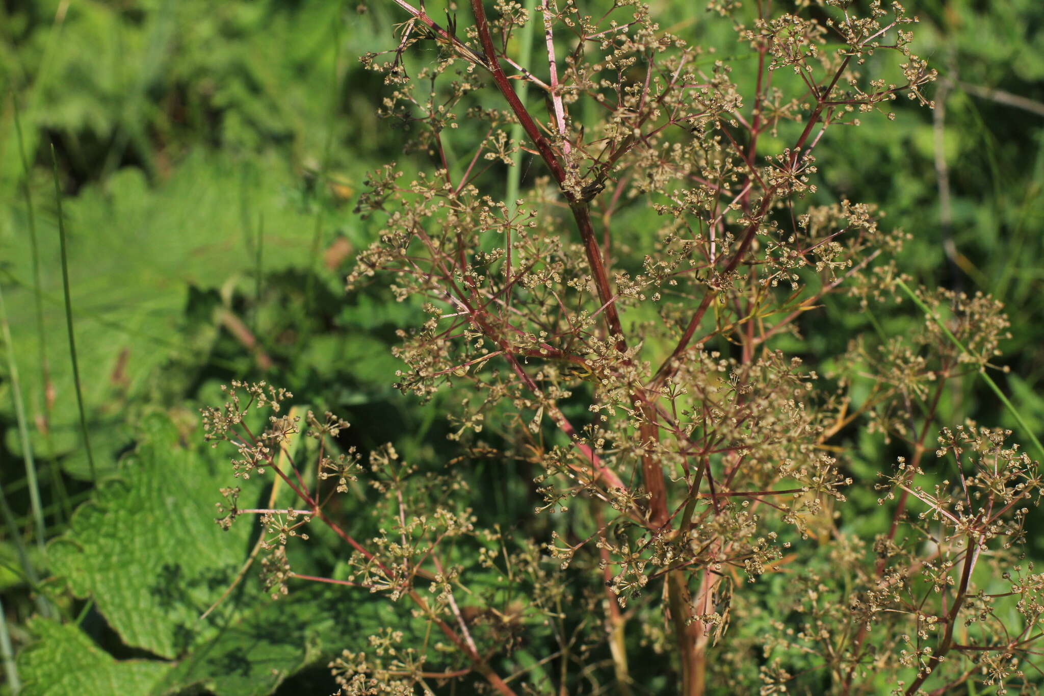Image of Trinia multicaulis (Poir.) Schischkin