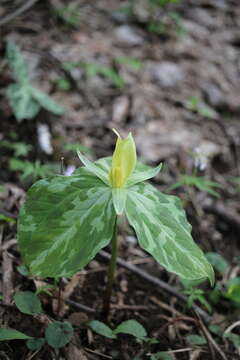 Trillium luteum (Muhl.) Harb. resmi