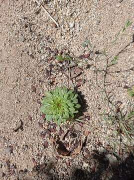 Image of Viola subandina J. M. Watson