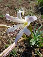 Image de Crinum lugardiae N. E. Br.