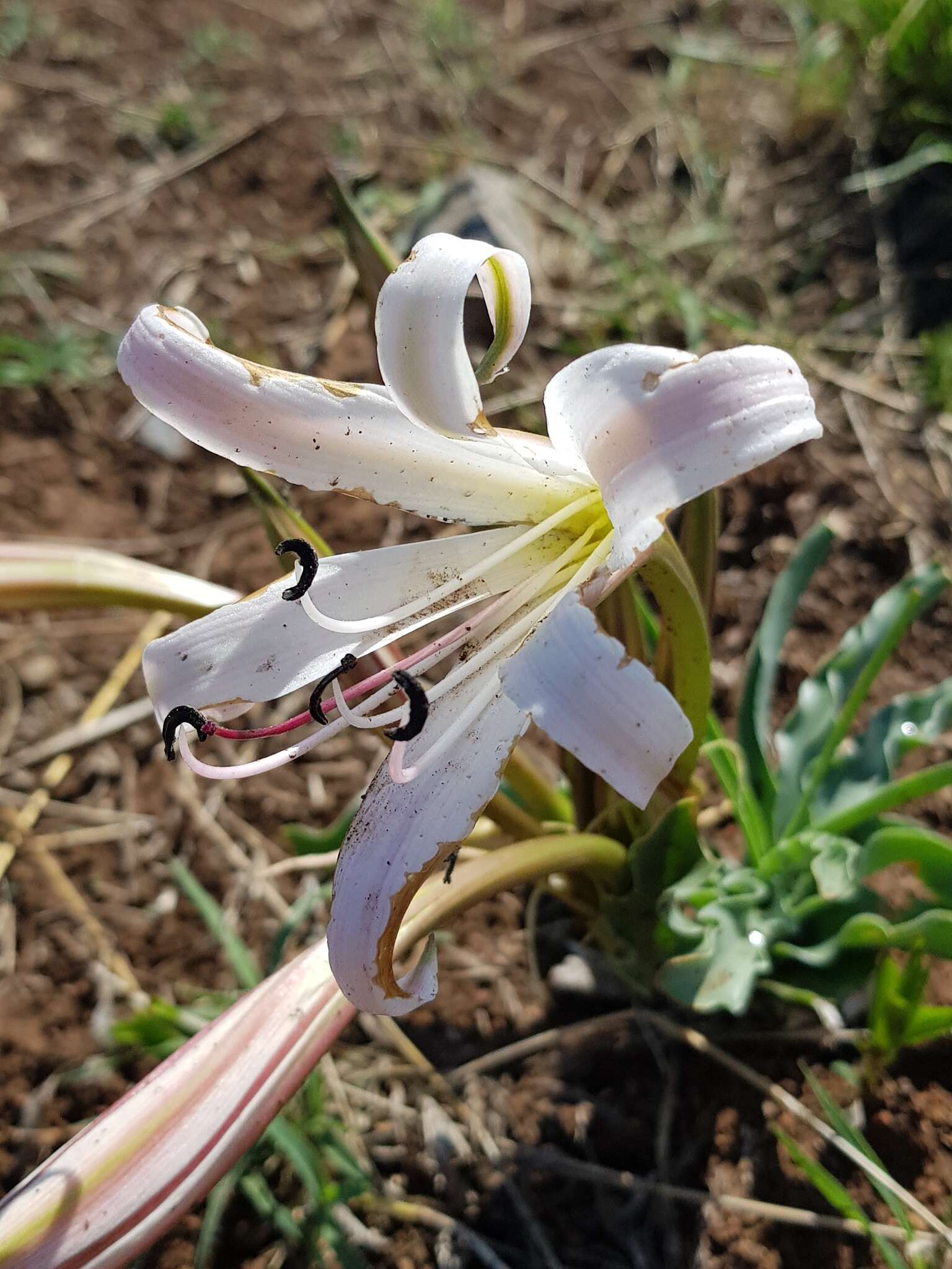 Image de Crinum lugardiae N. E. Br.