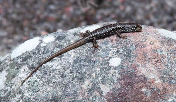 Image of White's Rock-skink