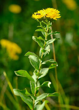 Image of Pentanema spiraeifolium (L.) D. Gut. Larr., Santos-Vicente, Anderb., E. Rico & M. M. Mart. Ort.