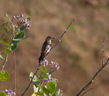 Image of White-shouldered Triller