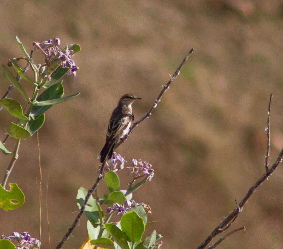 Image of White-shouldered Triller