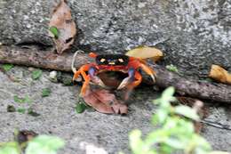 Image of Mexican Land Crab