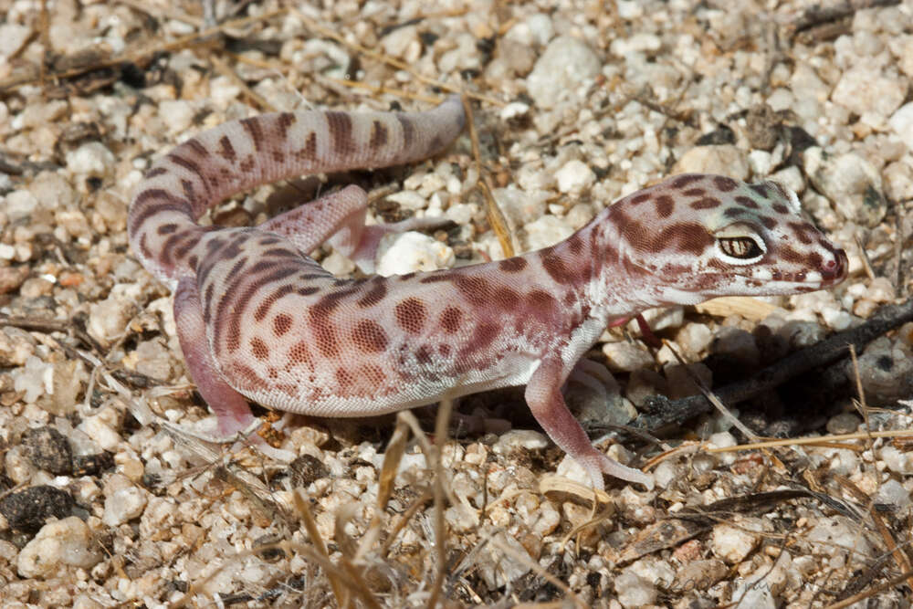 Image of Western Banded Gecko