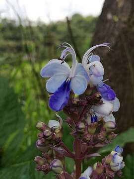 Слика од Rotheca serrata (L.) Steane & Mabb.