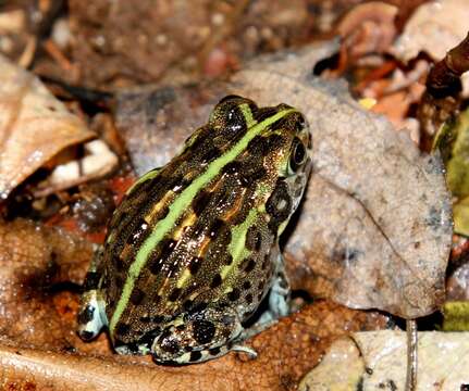 Image of African Bullfrog