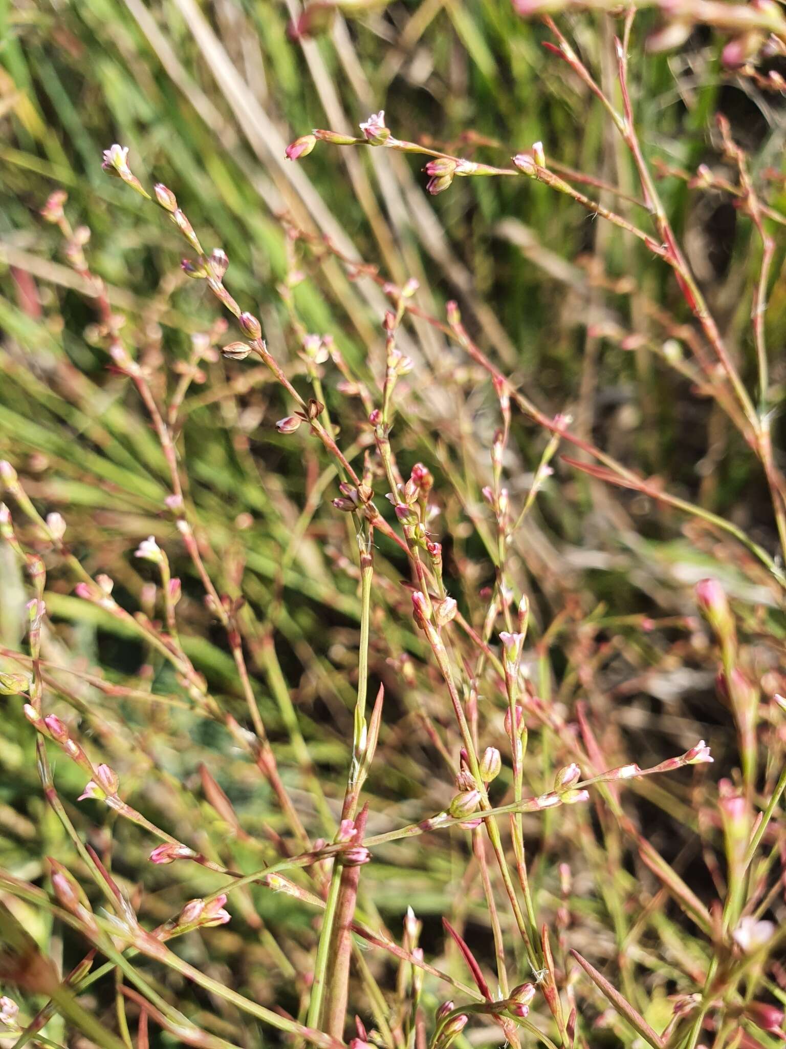 Слика од Polygonum patulum subsp. patulum